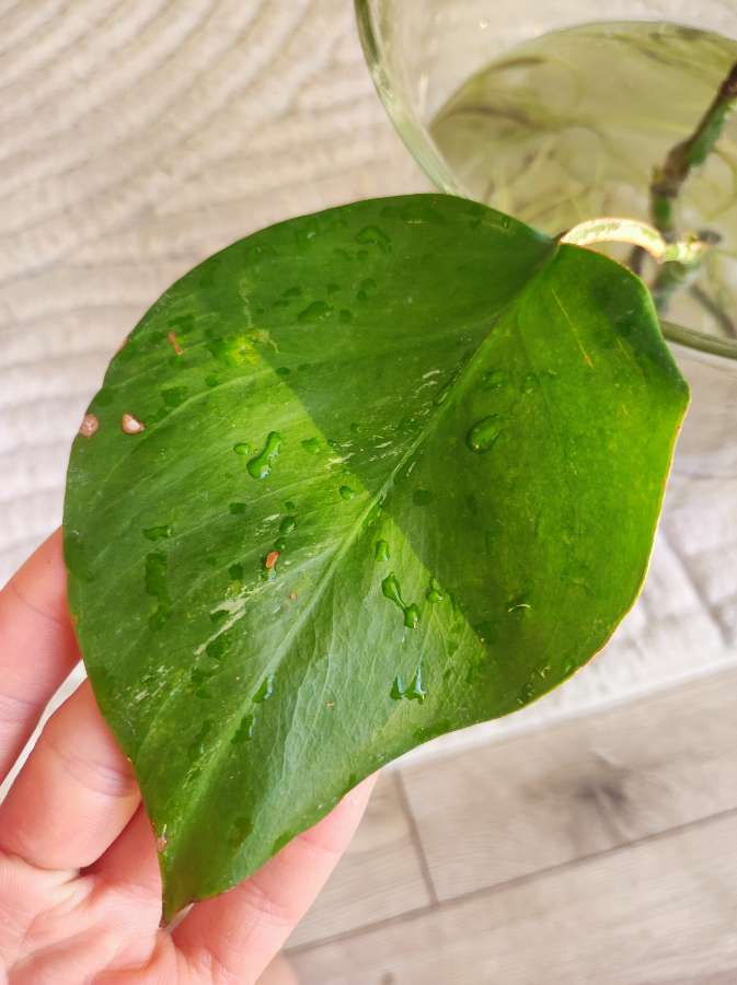 Monstera Deliciosa 4