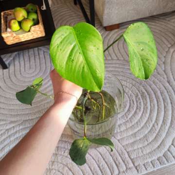 Monstera Deliciosa