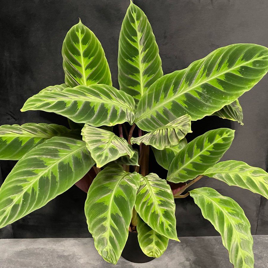 Calathea Warscewiczii