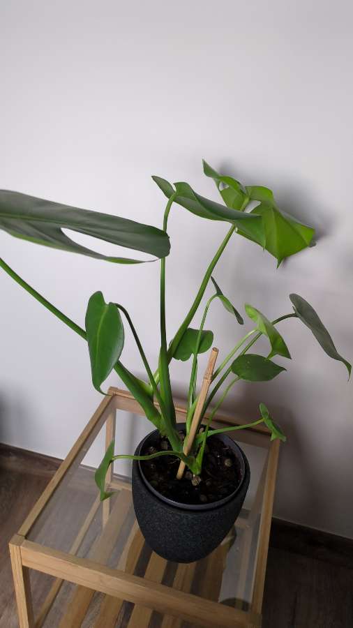 Monstera deliciosa 3