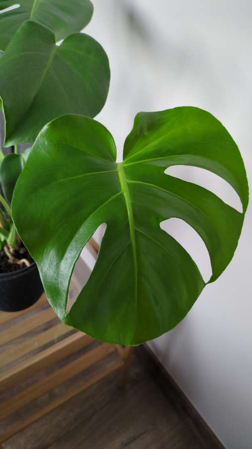 Monstera deliciosa 2