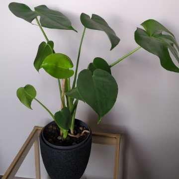 Monstera deliciosa