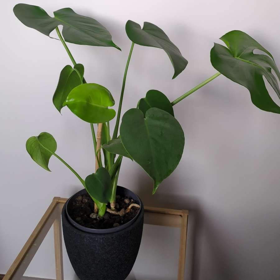 Monstera deliciosa
