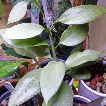 Hoya Nicholsoniae New Guinea Ghost