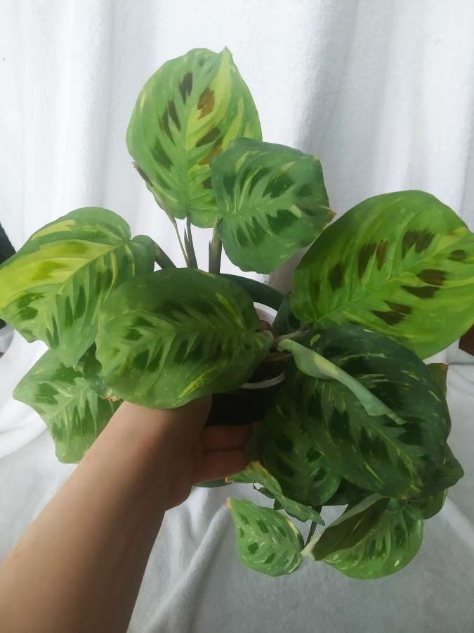 Maranta variegata 2