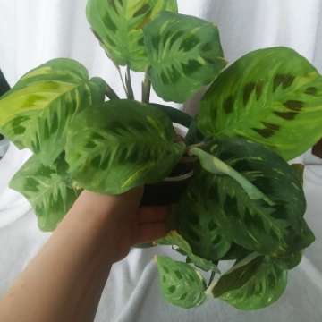 Maranta variegata