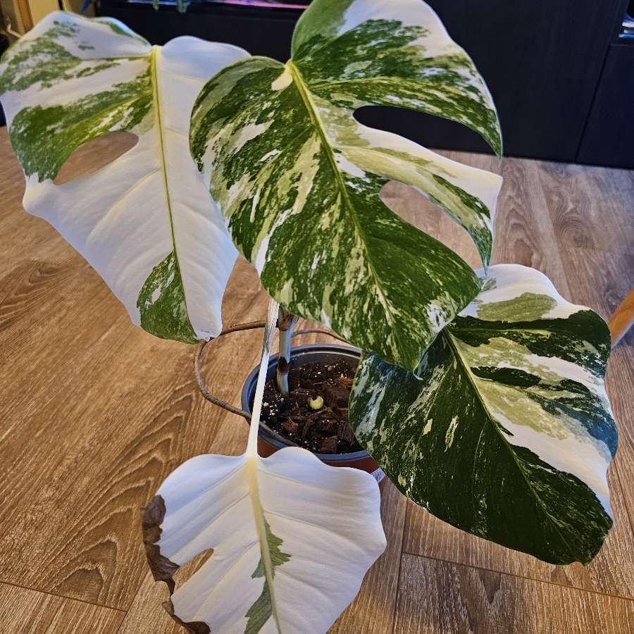 Monstera deliciosa 'Variegata'