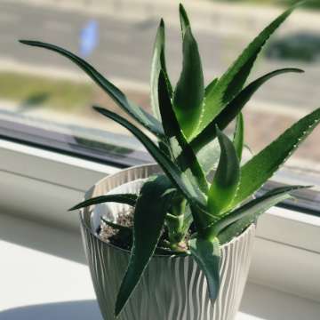 ALOES
