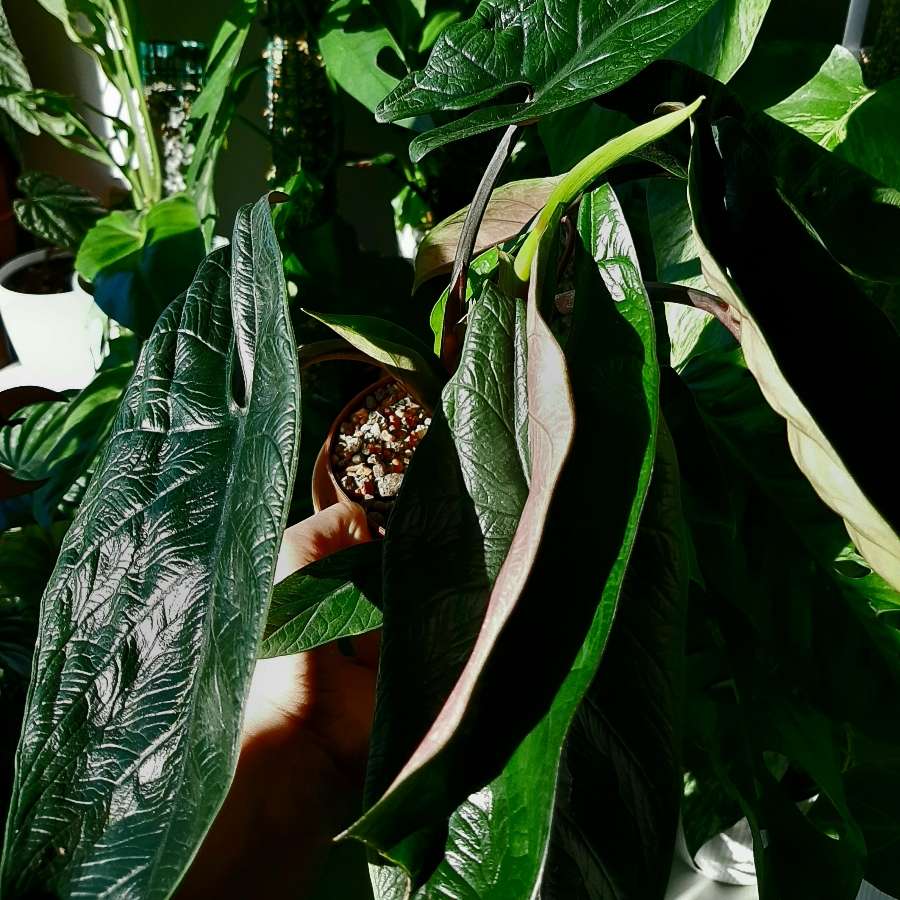 Alokazja Scalprum BULWA
