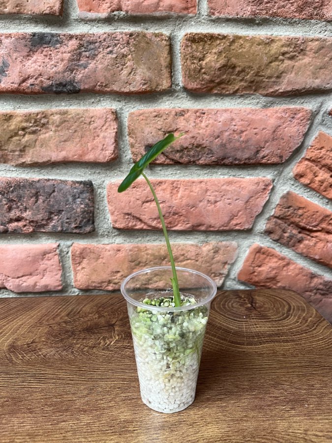 Alocasia Micholitziana Frydek Variegata regres 2