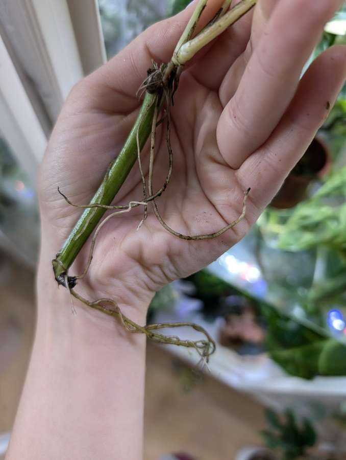 Epipremnum Marble Queen 2