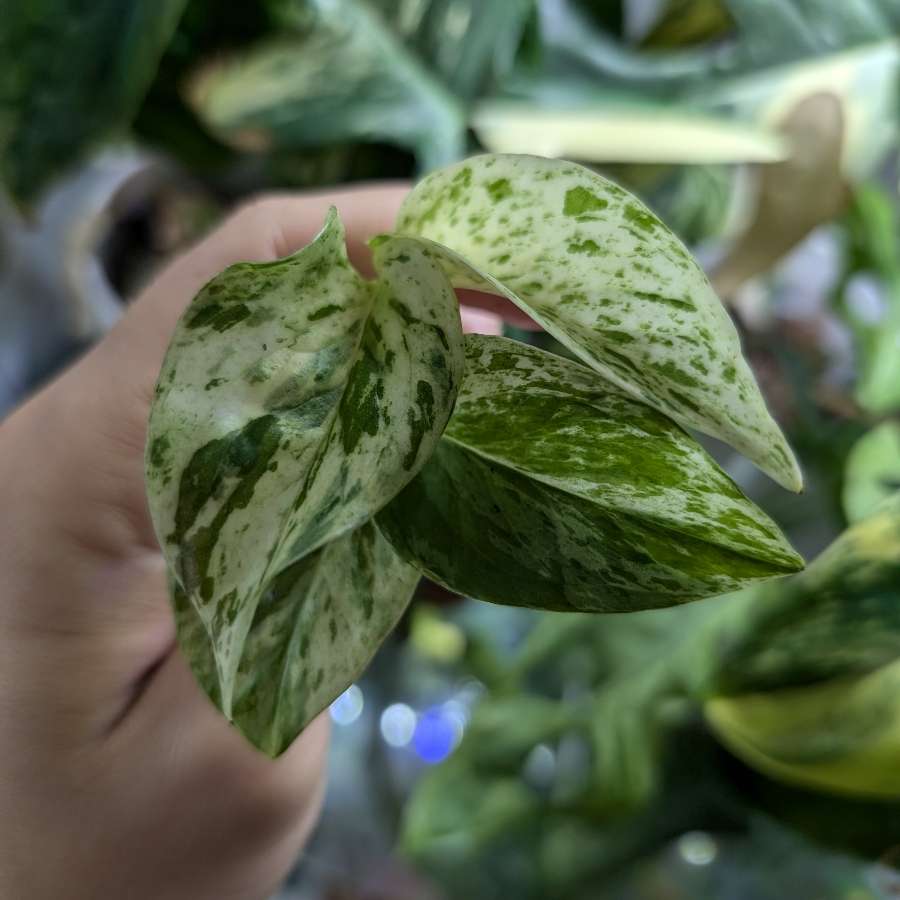 Epipremnum Marble Queen