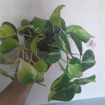 Fikodendron Brasil
