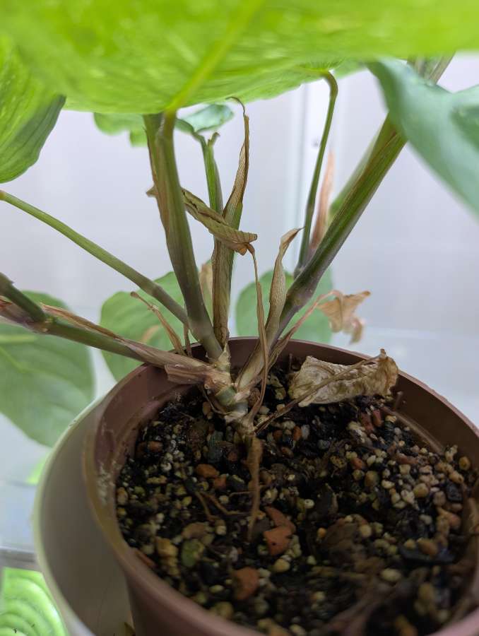 Maranta Variegata 3