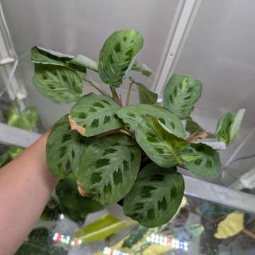 Maranta Variegata