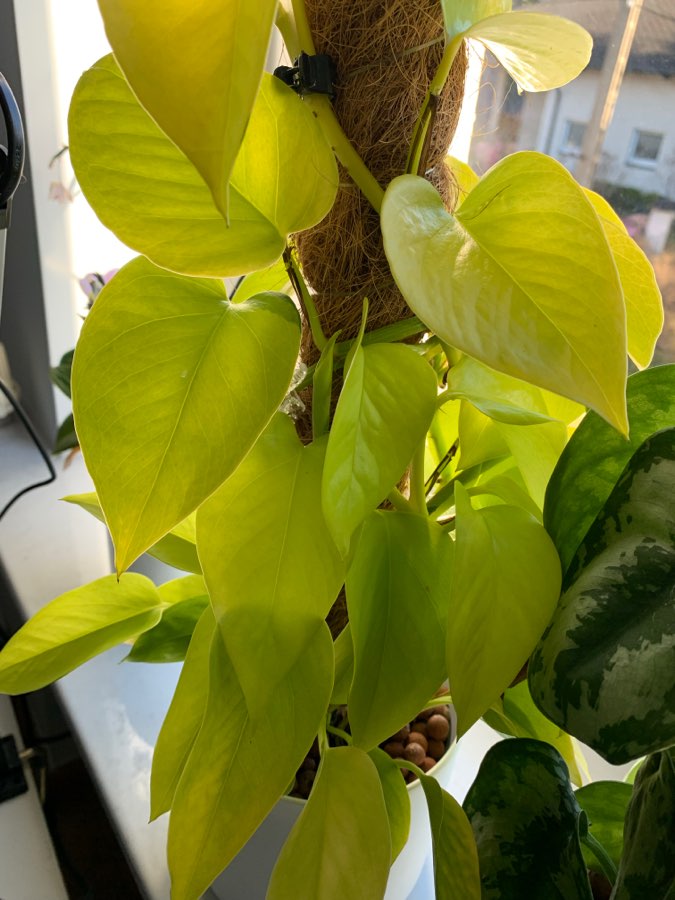 Epipremnum neon 1cw 2