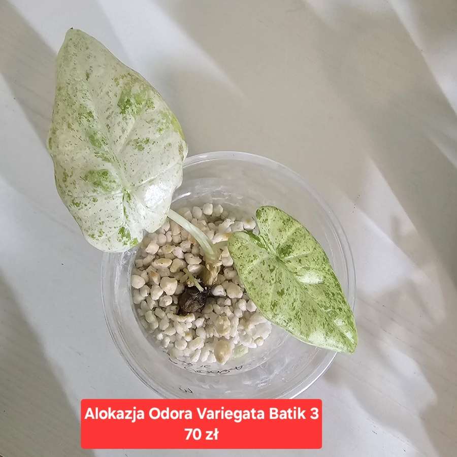 Alokazja Odora Variegata Batik