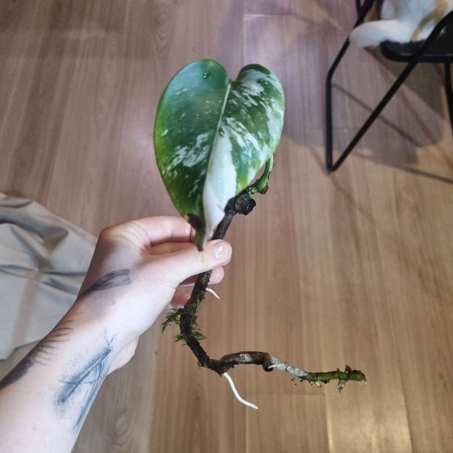 Monstera deliciosa variegata