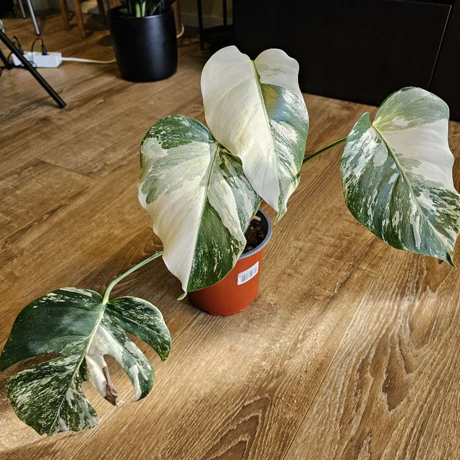 Monstera deliciosa 'Variegata'