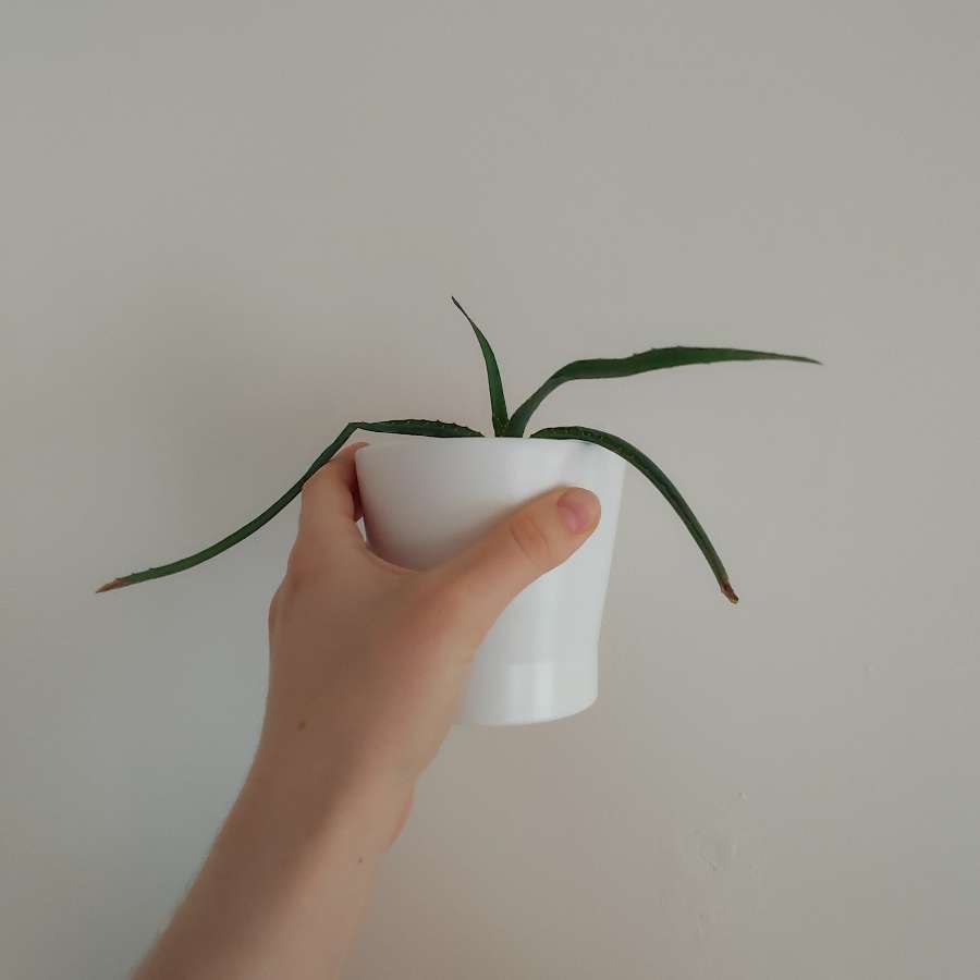 Aloes