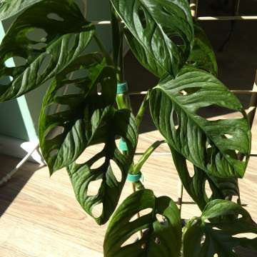 Monstera Adasonii Mint