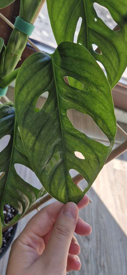 Monstera Adasonii Mint 2