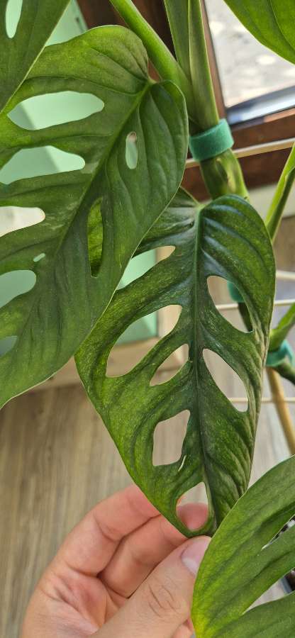 Monstera Adasonii Mint 3