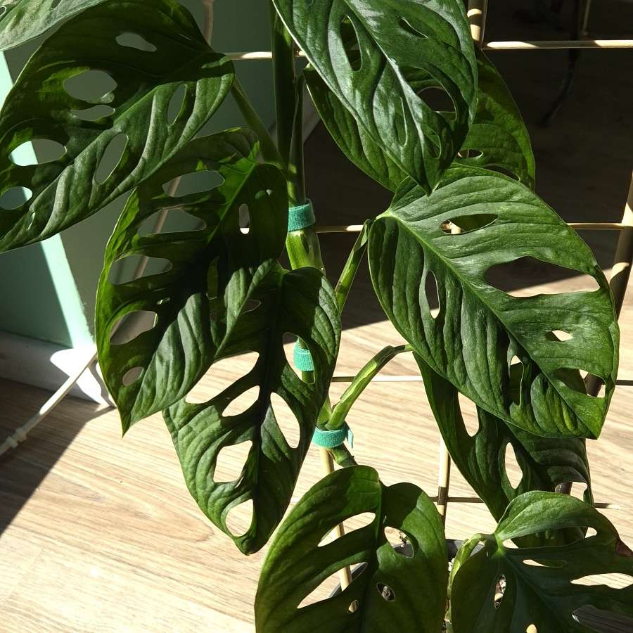 Monstera Adasonii Mint