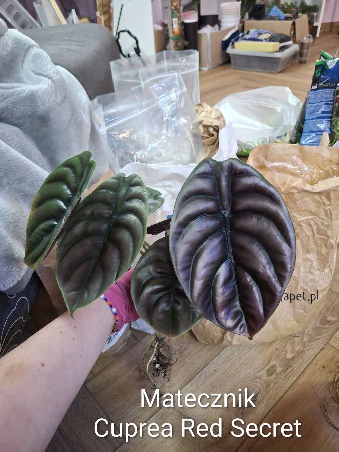 Alokazja Cuprea Red Secret 2
