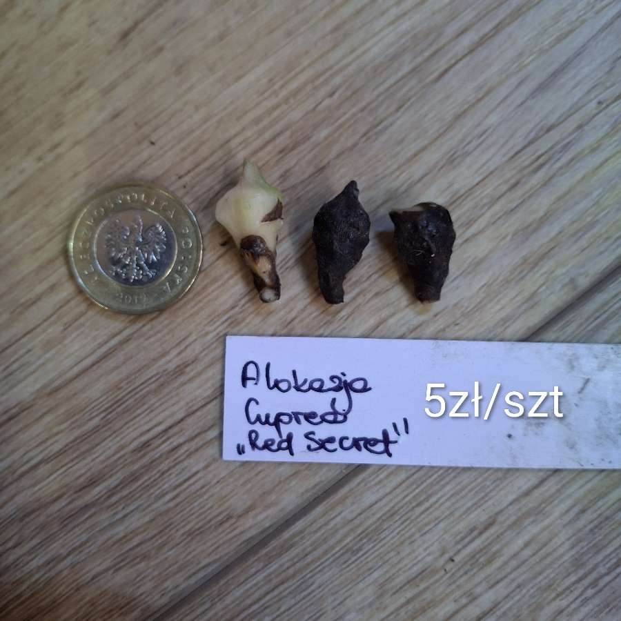 Alokazja Cuprea Red Secret