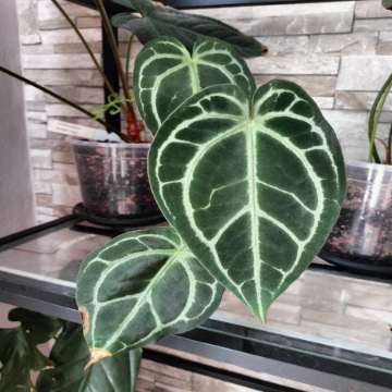 Anthurium