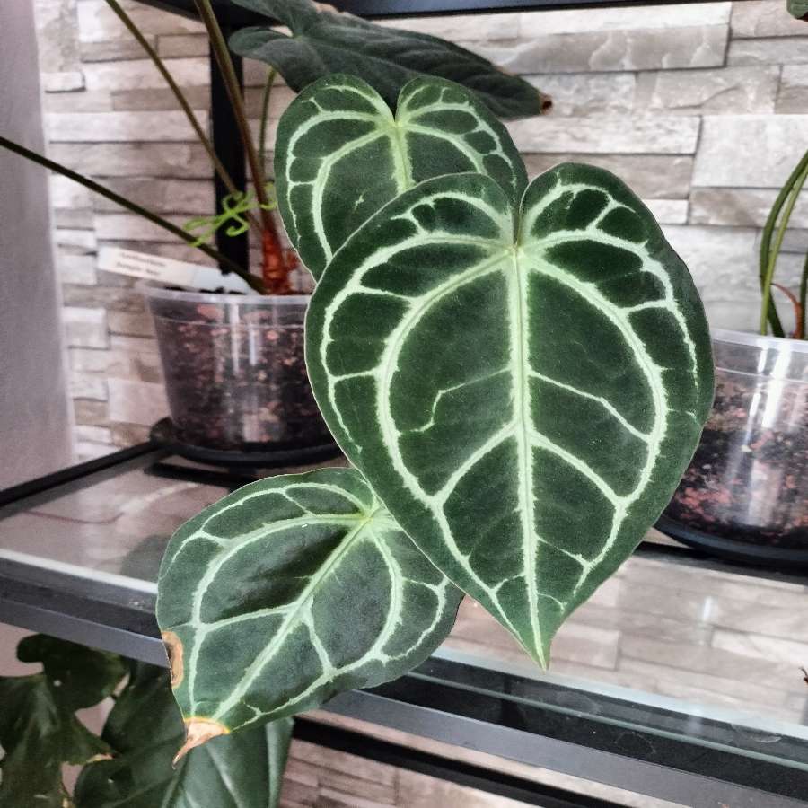 Anthurium