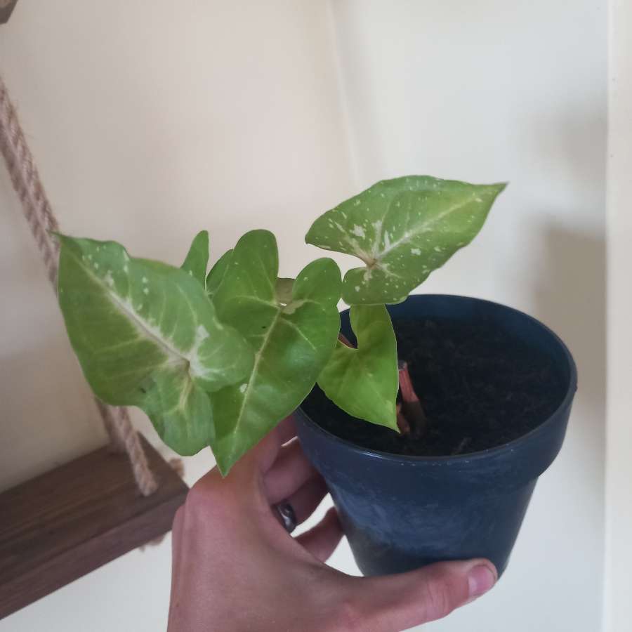 Syngonium