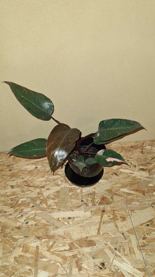 Philodendron Pink Princess 2