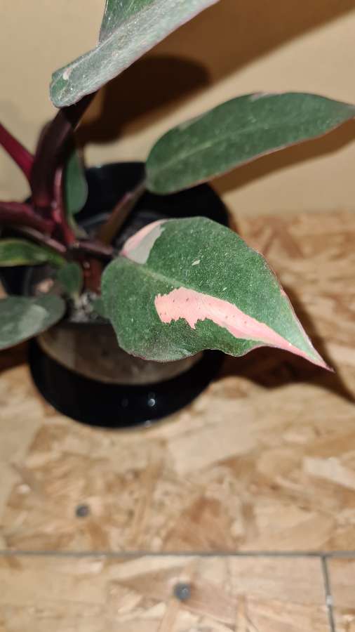 Philodendron Pink Princess 3