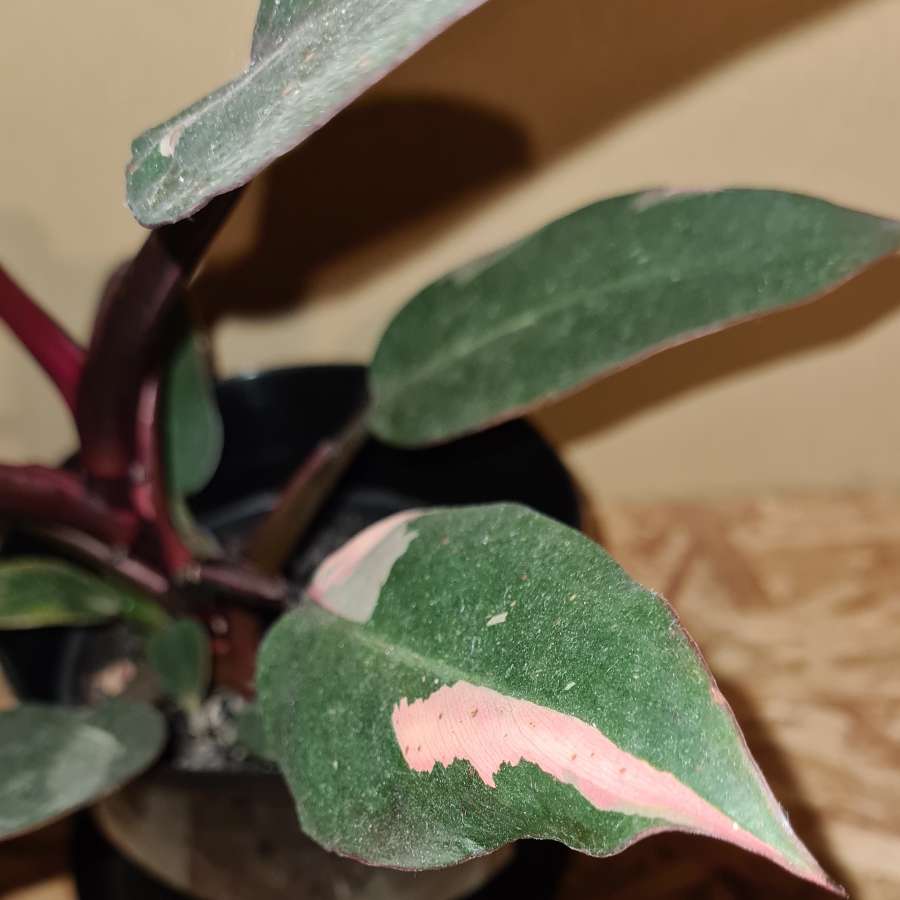 Philodendron Pink Princess