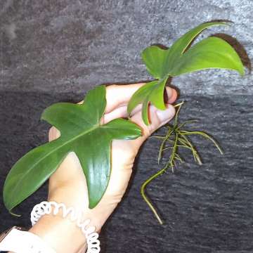 Philodendron florida beauty regres