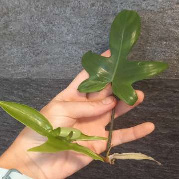 Philodendron florida beauty regres
