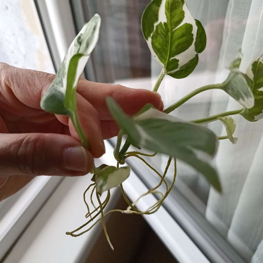 Epipremnum N'joy