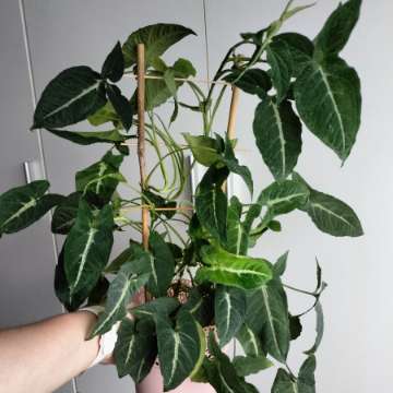Syngonium wendlandii