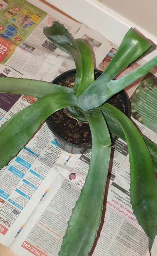 Duża wieloletnia agawa rozpiętość 73 4