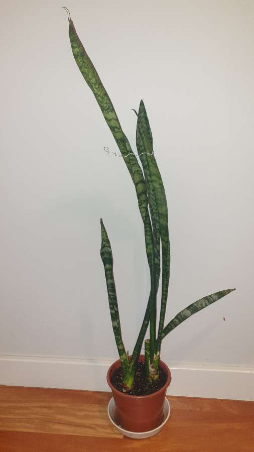 Sansewieria wysoka wysokość 80cm 2