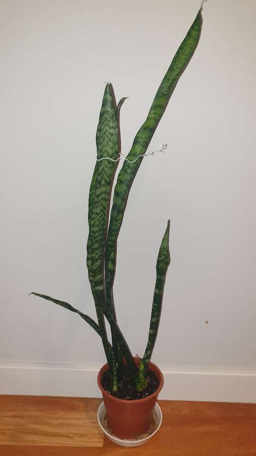 Sansewieria wysoka wysokość 80cm 4