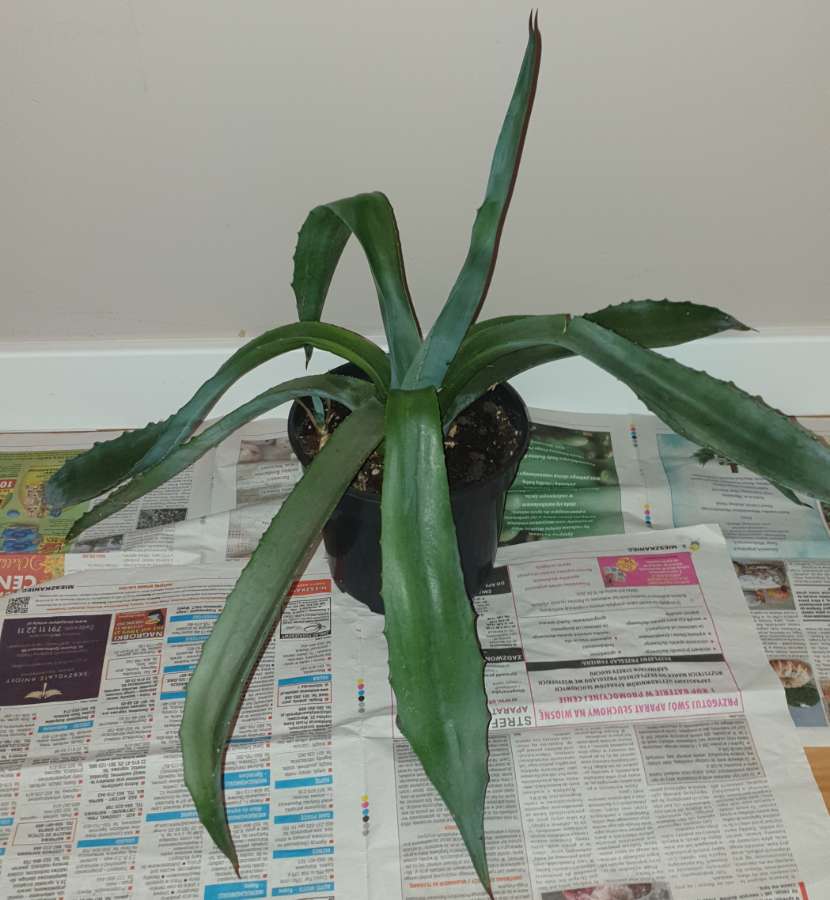 Duża wieloletnia agawa rozpiętość 73 2