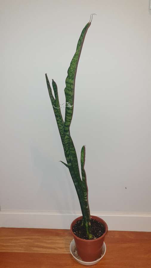 Sansewieria wysoka wysokość 80cm 3