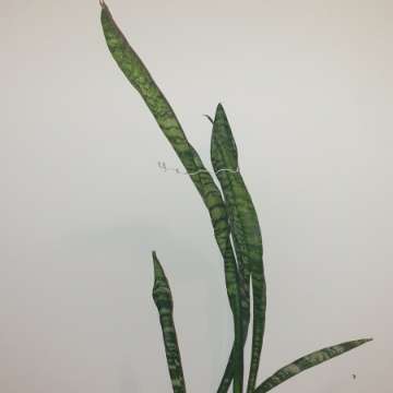 Sansewieria wysoka wysokość 80cm