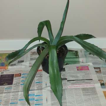 Duża wieloletnia agawa rozpiętość 73