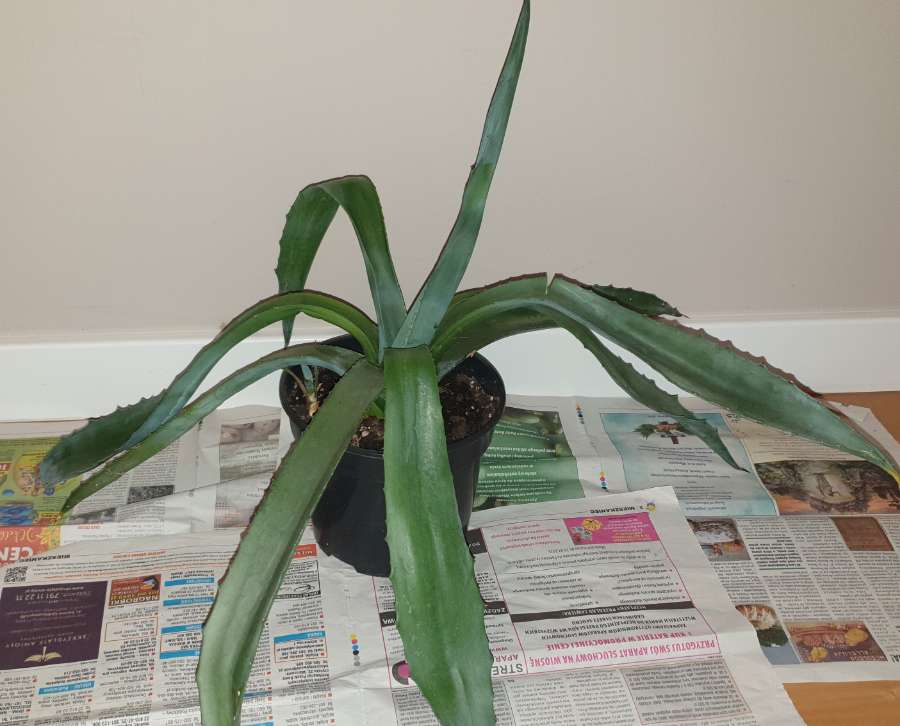 Duża wieloletnia agawa rozpiętość 73 3