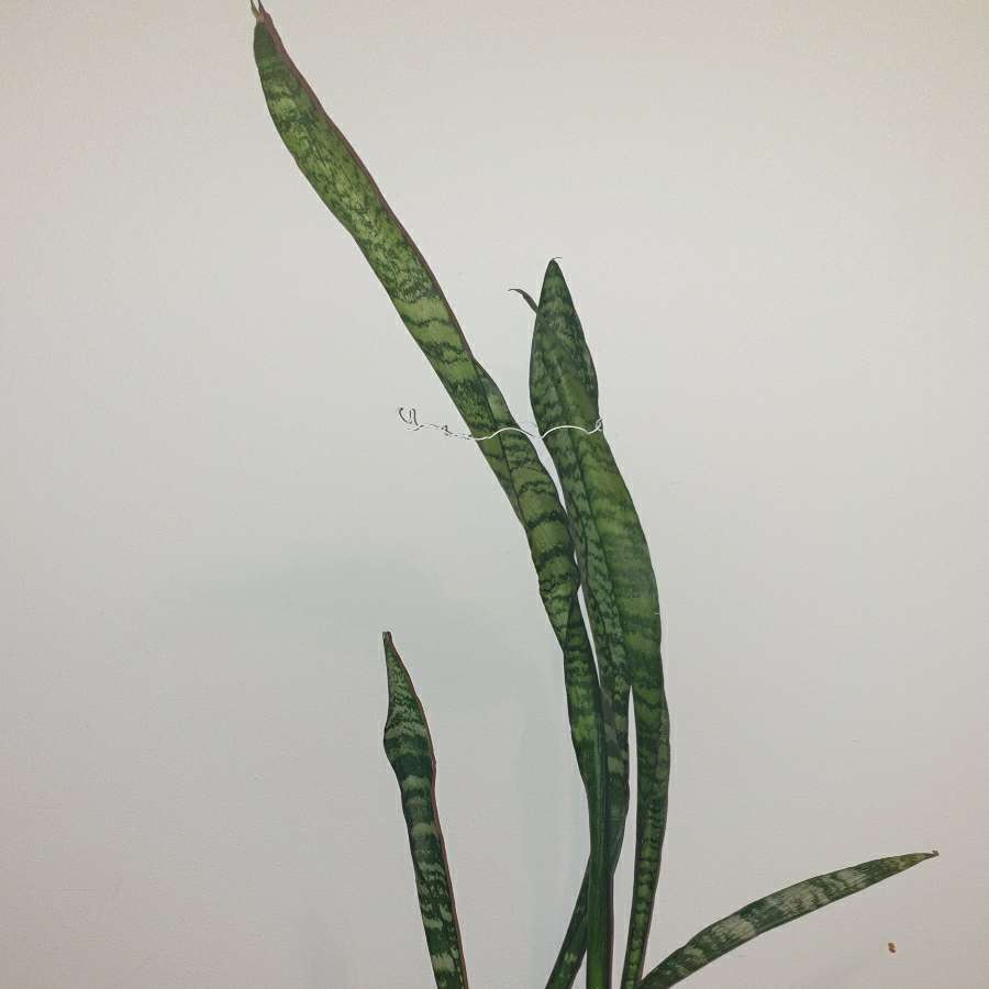 Sansewieria wysoka wysokość 80cm