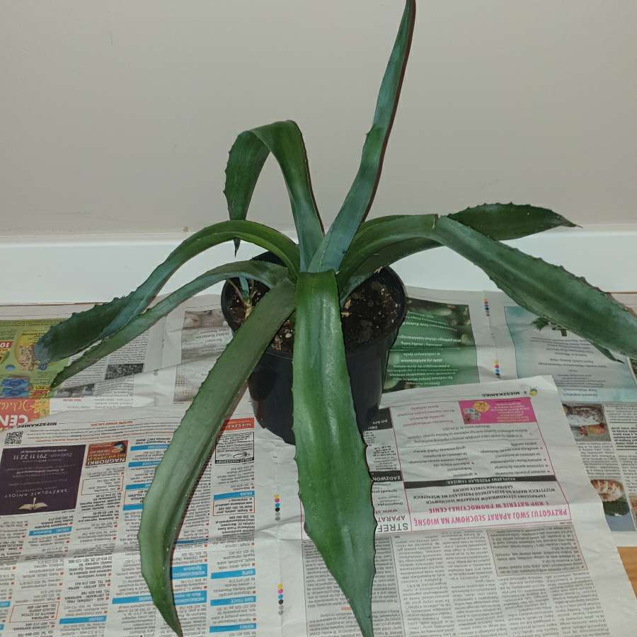 Duża wieloletnia agawa rozpiętość 73